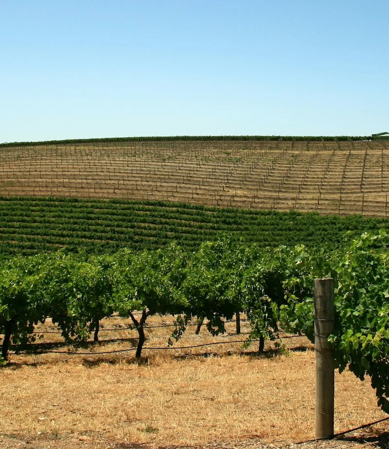 Vineyard photo by mikael andreasson